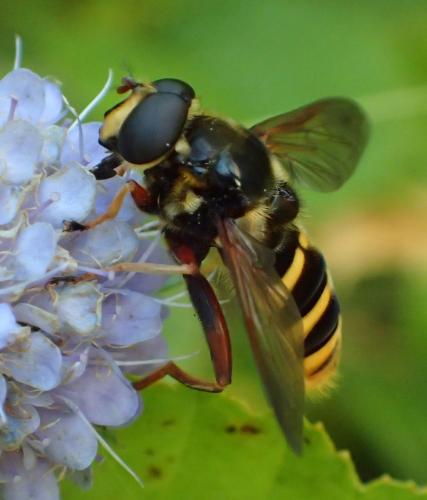 Sericomyia silentis